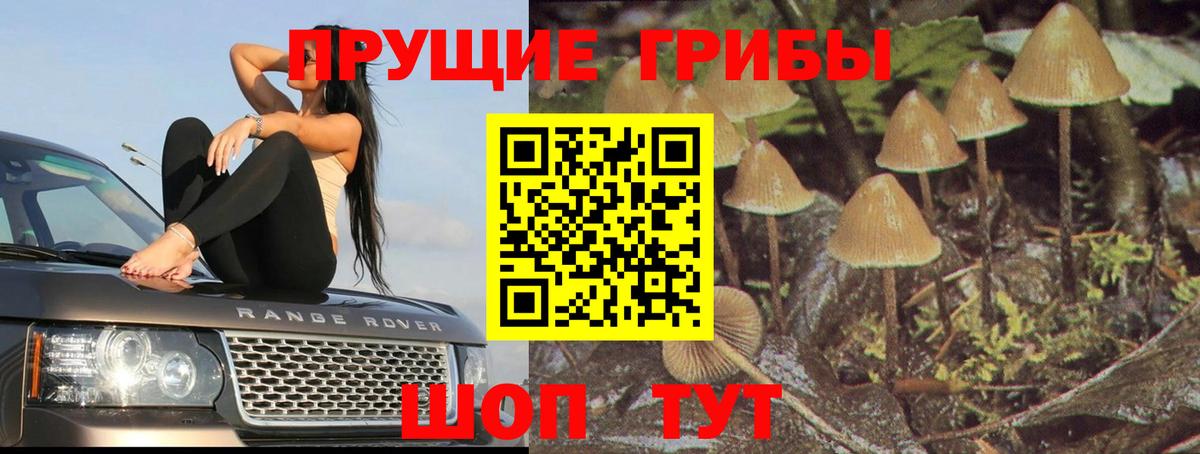 Избербаш  Галлюциногенные грибы Cubensis  Вход с VPN  Галлюциногенные грибы GOLDEN TEACHER 